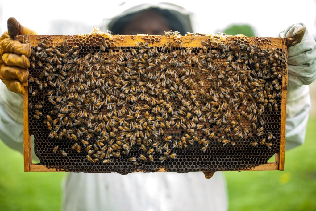 Beekeeping Safety