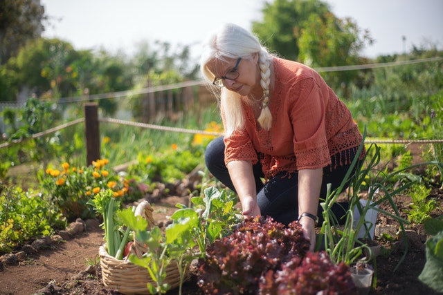 Tips for Successful Vegetable Garden